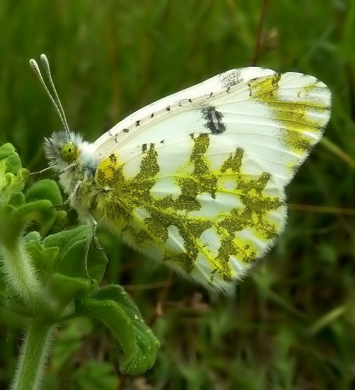 Le 15 Pieridae sp. dell''Umbria